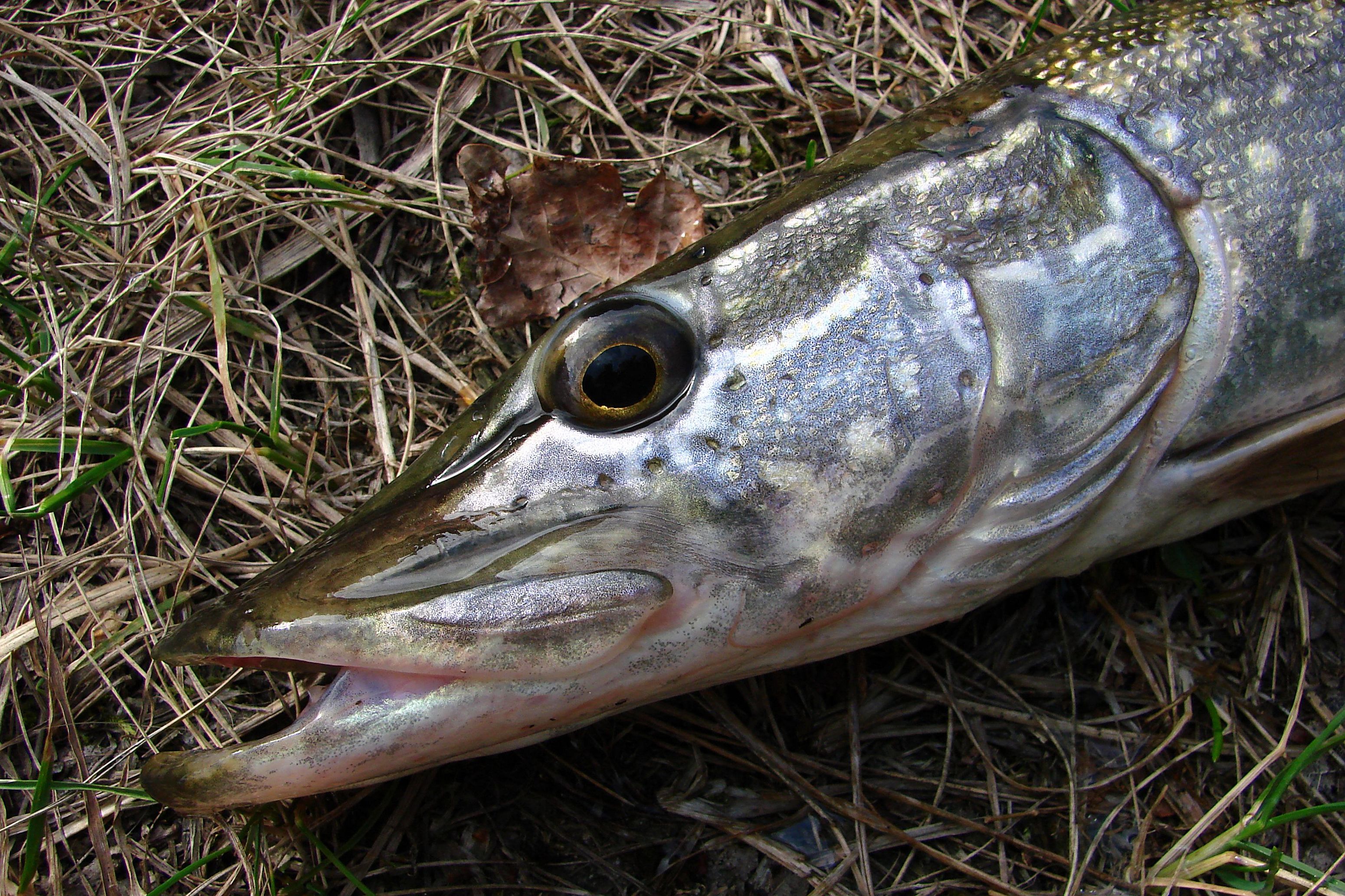 Esox lucius Linnaeus, 1758